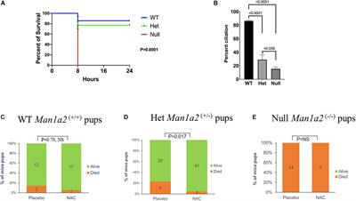 Mechanisms of Impaired Lung Development and Ciliation in Mannosidase-1-Alpha-2 (Man1a2) Mutants